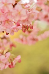 桜色の朝！