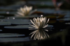 涼しげな時間！