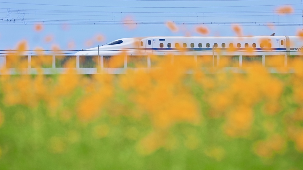 新幹線が見えるコスモス畑！