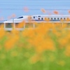 新幹線が見えるコスモス畑！