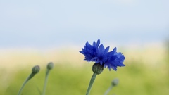 今日は良い天気!