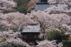 桜に埋もれるお寺！