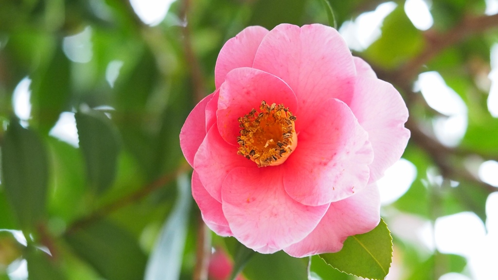 たぶんサザンカ！