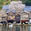 伊根の船屋「海蔵寺」の１本桜！