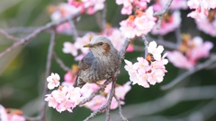 ヒヨドリ現る!!