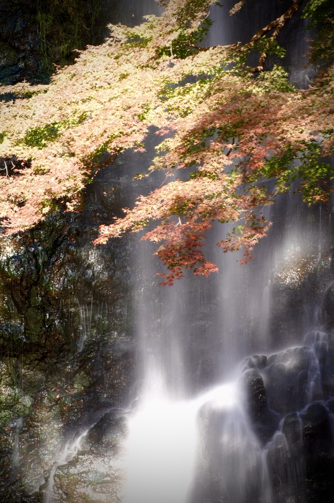紅葉色の森（７）