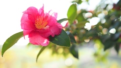 「サザンカ！」かな～～