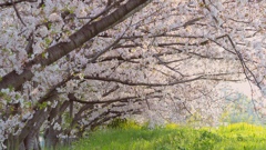 桜花爛漫の候