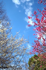 紅白と青い空