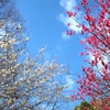 紅白と青い空