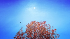 紅葉の上の月