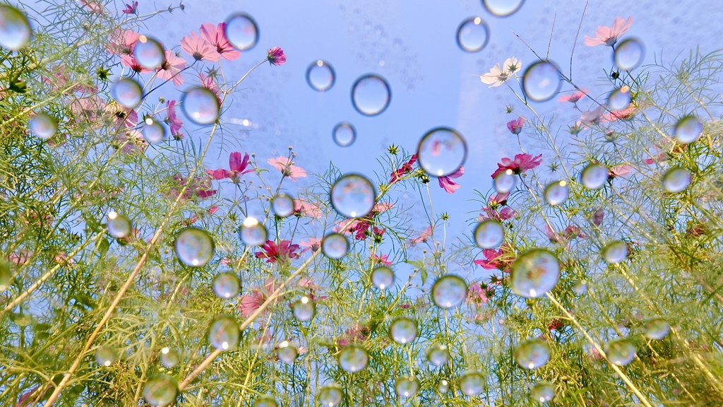 晴天の水滴