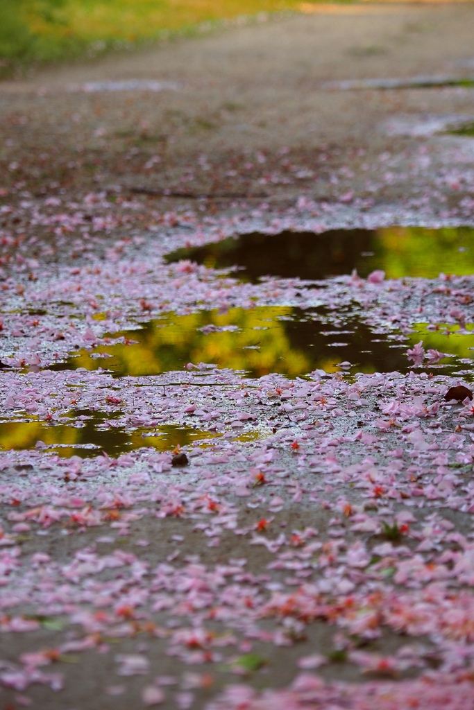 雨あがる