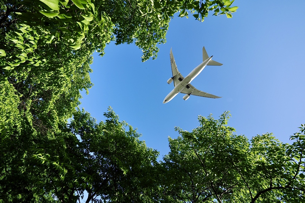 若葉の空
