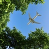 若葉の空