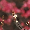 紅白の春