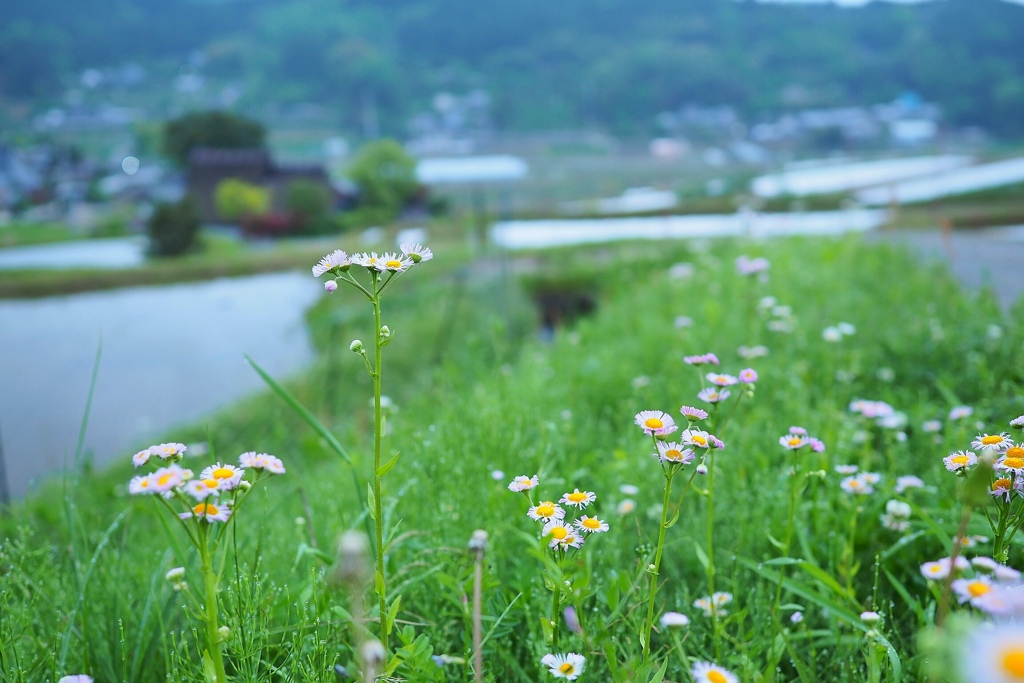 野菊の頃