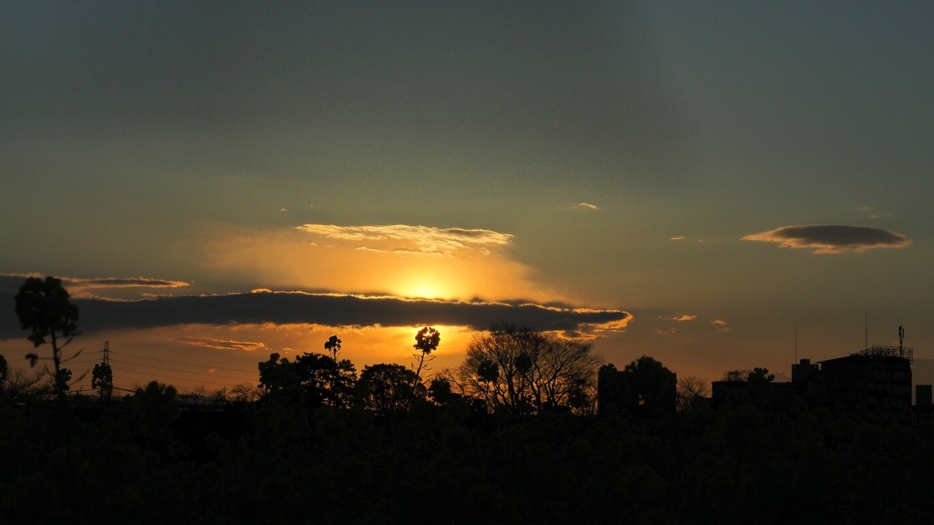 武庫川「菜の花」