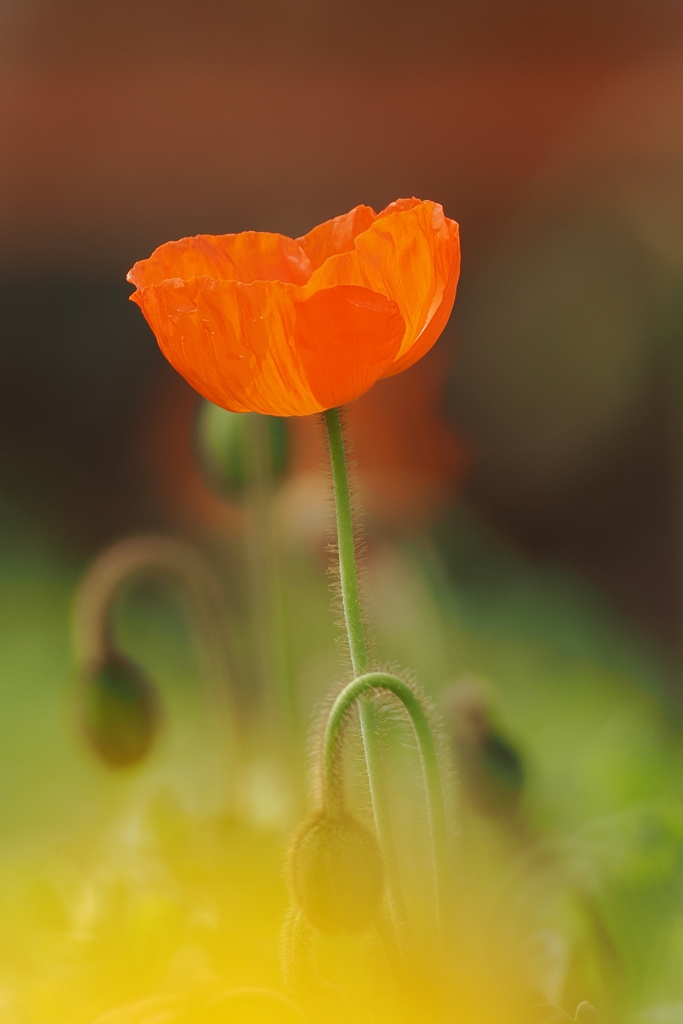 くるまにポピー～～～♫♪♩（１）