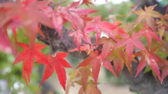 紅に惹かれて