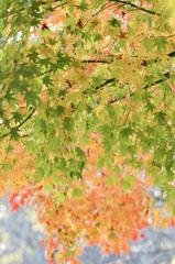 小春日和