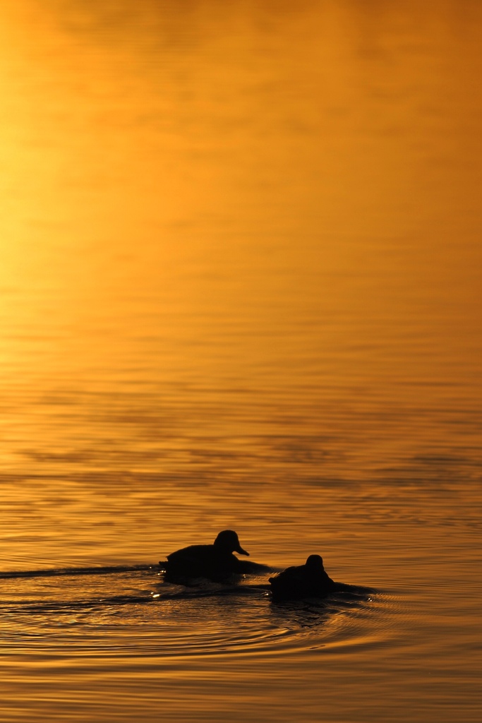 逆光が好き！（２）