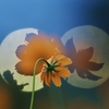 夢見る秋桜
