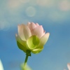 夢見る花シリーズ！