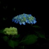 紫陽花の咲く頃