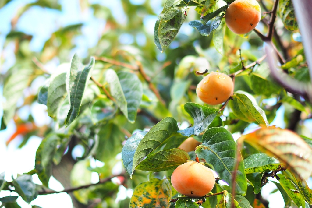 ほったらかし渋柿！