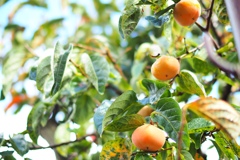 ほったらかし渋柿！