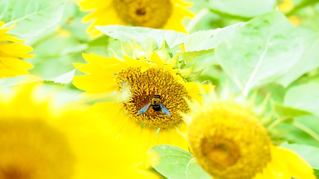食べてるのかな～