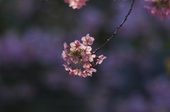 やっと「河津」！