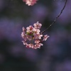 やっと「河津」！