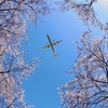 桜の木の下で！