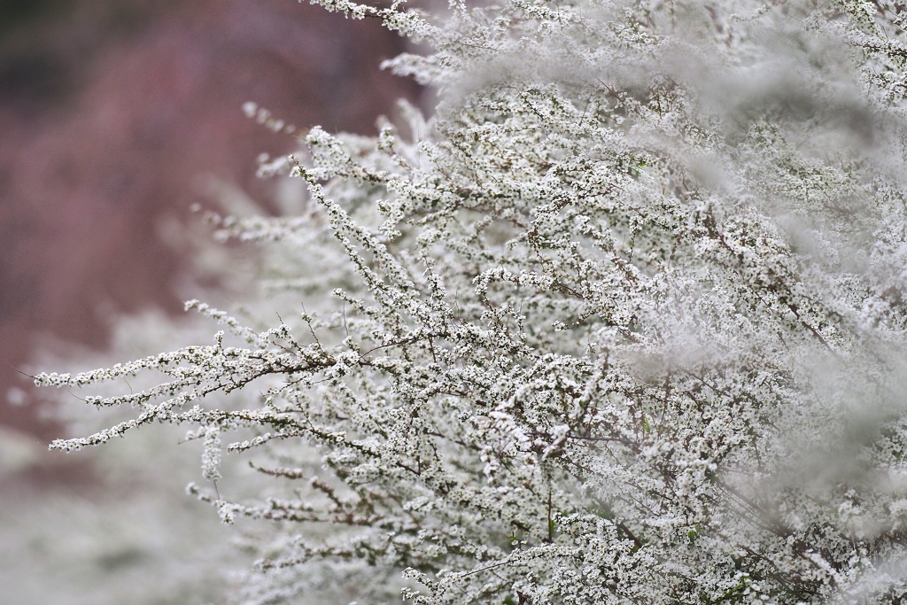 流れ咲く雪の花！
