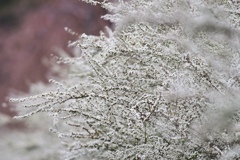 流れ咲く雪の花！