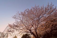 桜の木の満開の下(2)