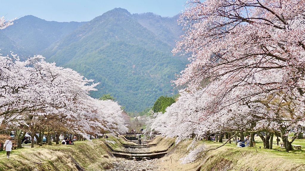 倉町野の桜（２）