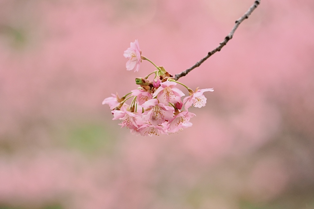 春が来た！ その2 By 秋田のたい （id：12261888） 写真共有サイト Photohito