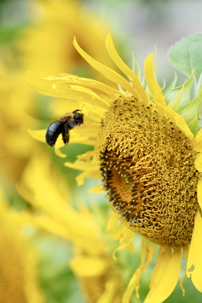 花粉たっぷり有るよ～
