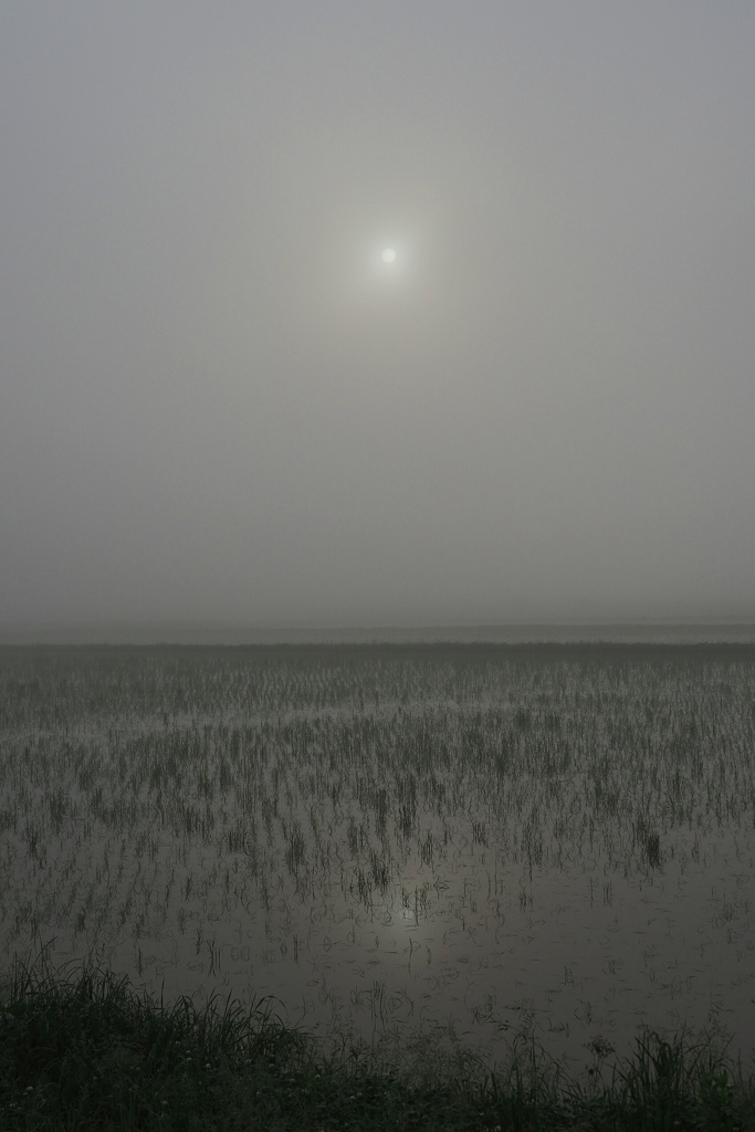 水田と太陽の情景