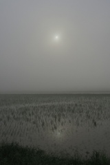 水田と太陽の情景