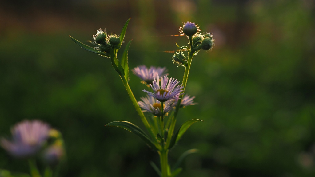 公園の草刈りしてないところの植物図鑑