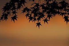 朝色の情景（２）