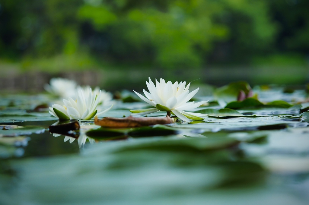 彩度かなり高め！