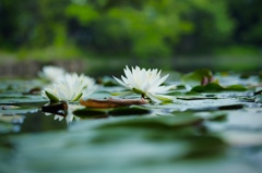 彩度かなり高め!