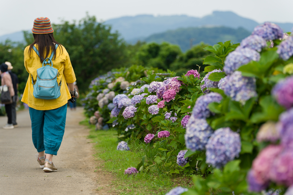 2023開成町あじさいまつり