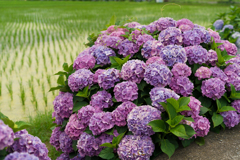 2023開成町あじさいまつり