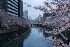 2023年大岡川の桜